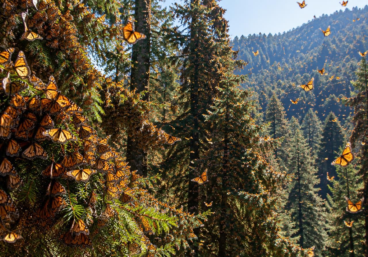 Monarch butterflies clustered on fir trees in Michoacán